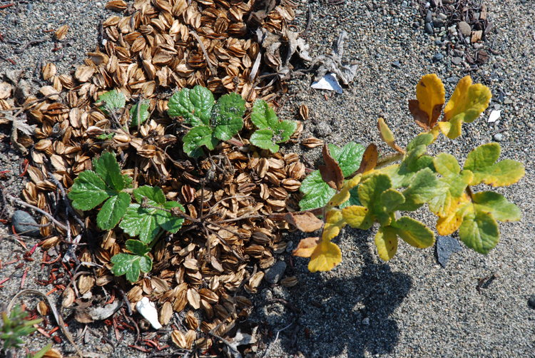 Imagem de <i>Glehnia littoralis</i> ssp. <i>leiocarpa</i>