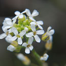 Image of <i>Halimolobos whitedii</i>