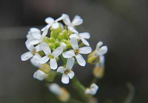 صورة <i>Halimolobos whitedii</i>