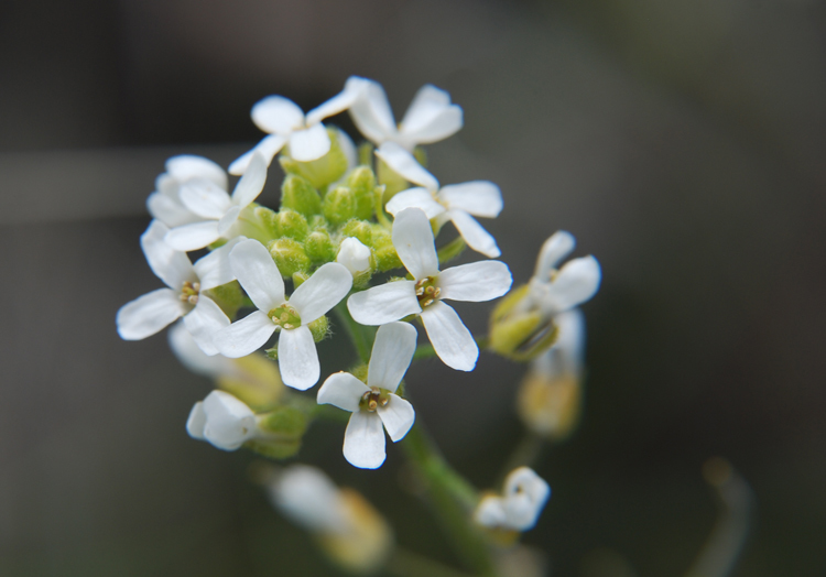 Image of <i>Halimolobos whitedii</i>