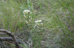 Image of <i>Halimolobos whitedii</i>