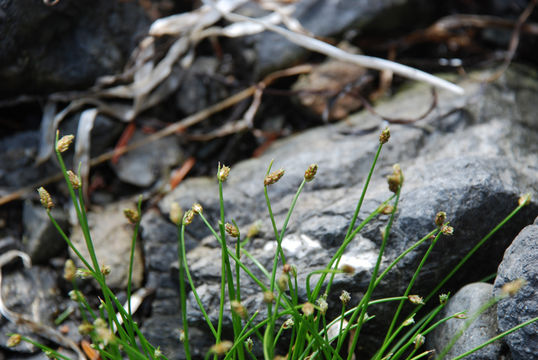 Слика од Isolepis cernua (Vahl) Roem. & Schult.