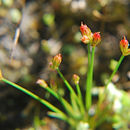 Image of Kellogg's Dwarf Rush