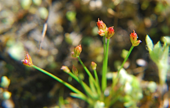 Image of Kellogg's Dwarf Rush