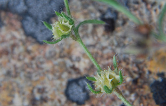 Слика од Lappula occidentalis var. cupulata (A. Gray) Higgins