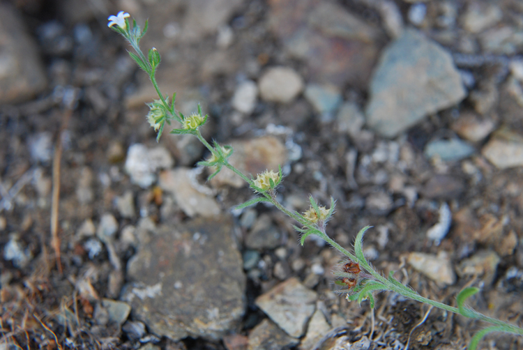 Image of flatspine stickseed