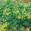 Слика од Lomatium grayi (Coult. & Rose) Coult. & Rose