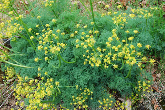 Image de Lomatium grayi (Coult. & Rose) Coult. & Rose