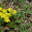 Lomatium sandbergii (Coult. & Rose) Coult. & Rose的圖片