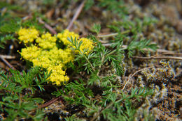 Imagem de Lomatium sandbergii (Coult. & Rose) Coult. & Rose