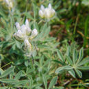 Image of <i>Lupinus <i>densiflorus</i></i> var. densiflorus