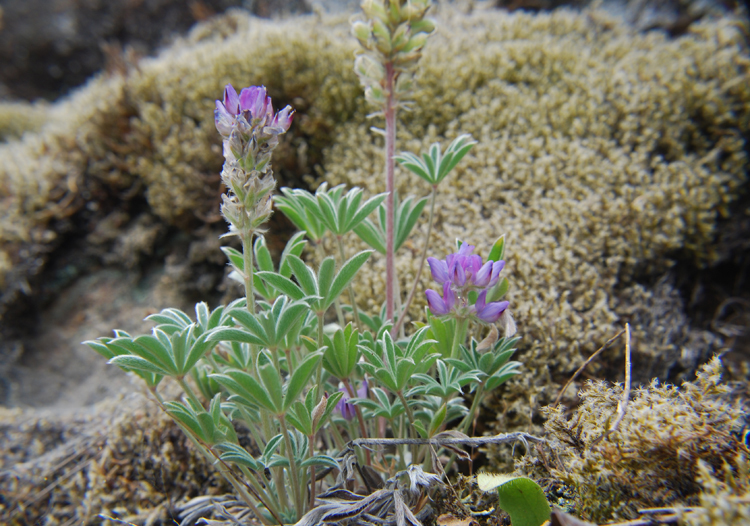 Image of Pacific lupine