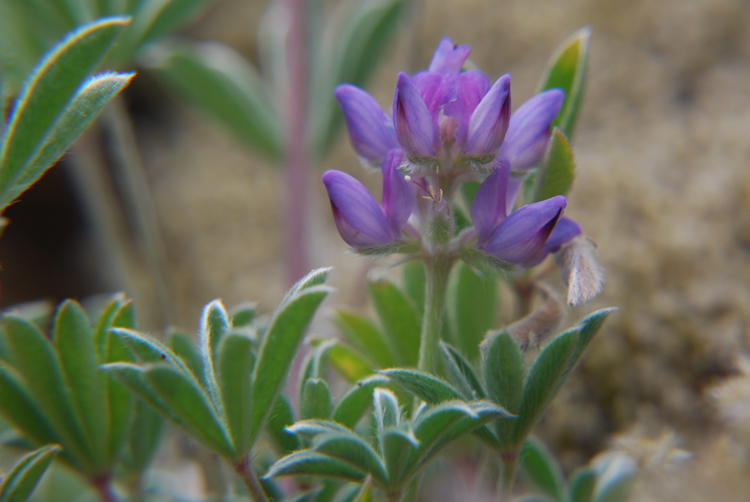 Image of Pacific lupine