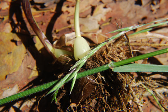 Image of Alaska oniongrass