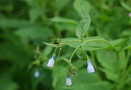 Image of northern bluebells