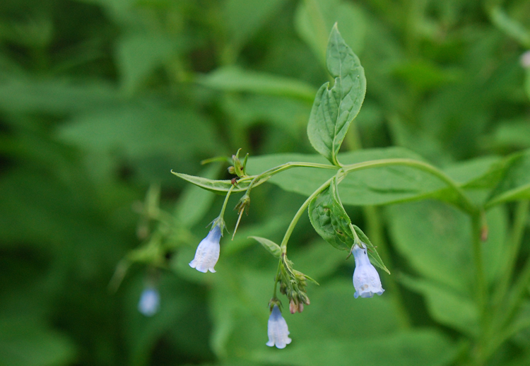 Слика од Mertensia paniculata var. borealis (J. F. Macbr.) L. O. Williams