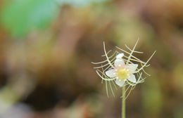 Image of naked miterwort