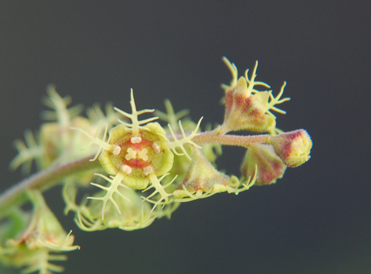 Image of fivestamen miterwort