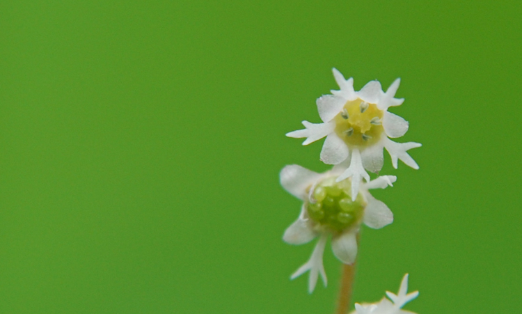 Image of threeparted miterwort