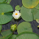 Image of American white waterlily