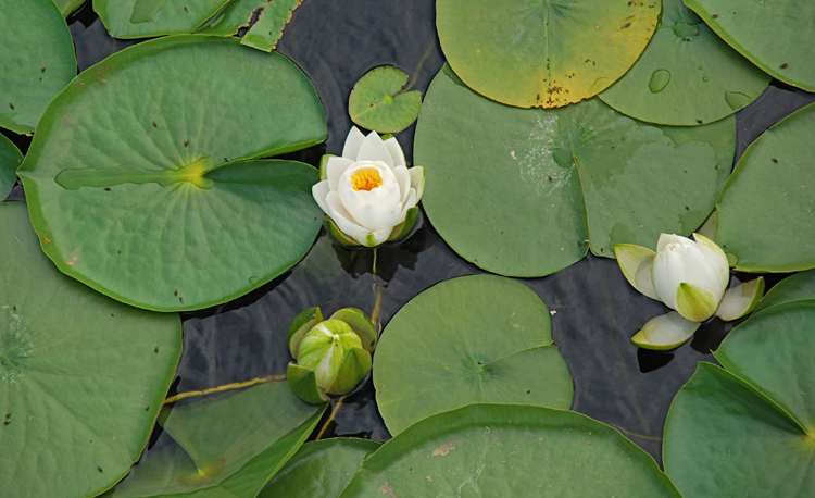 Image of American white waterlily