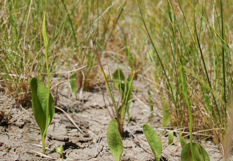 Image of adder's-tongue