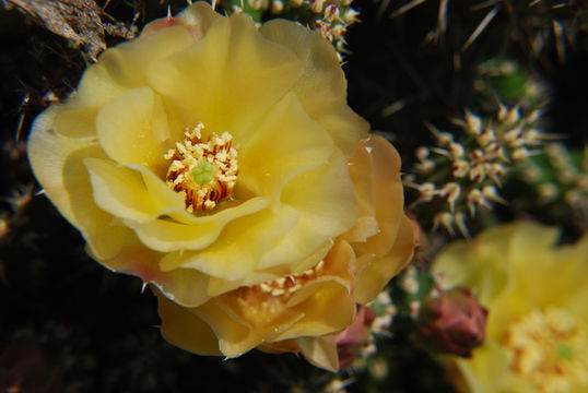 Opuntia fragilis (Nutt.) Haw. resmi