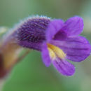 Image of <i>Orobanche uniflora</i>