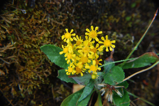 Image of Siskiyou Mountain Groundsel