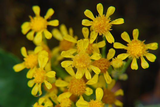 Image of Siskiyou Mountain Groundsel