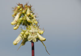 Image of yellow penstemon