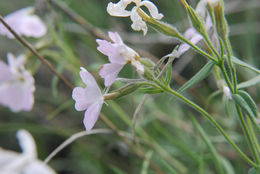 Image of showy phlox