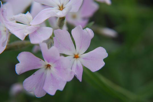 Image of showy phlox