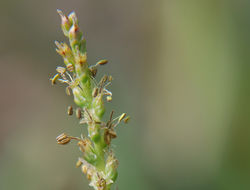 Image of redwool plantain