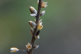 Image of redwool plantain