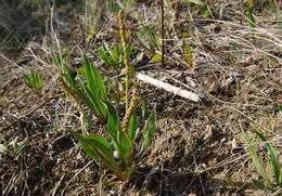 Image of redwool plantain