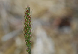 Image of redwool plantain