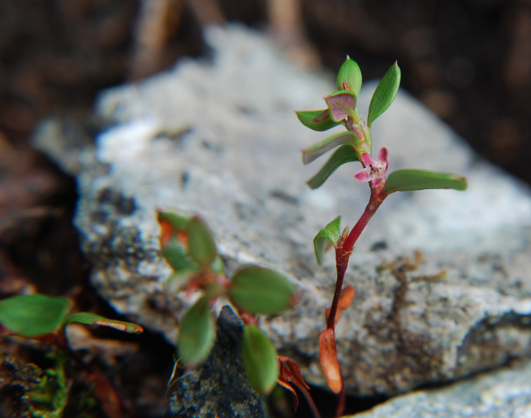 Слика од Polygonum minimum S. Wats.