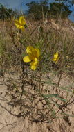 Image of Texas sensitive pea