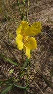 Image of Texas sensitive pea