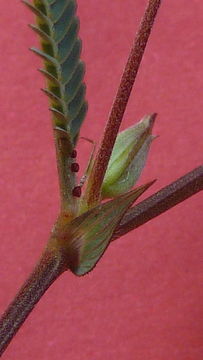 Image de Chamaecrista flexuosa (L.) Greene