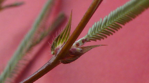 Image of Texas sensitive pea