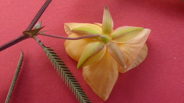 Image de Chamaecrista flexuosa (L.) Greene