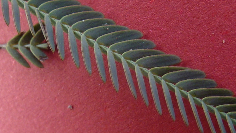 Image de Chamaecrista flexuosa (L.) Greene