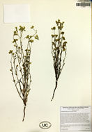 Image of Mojave cryptantha