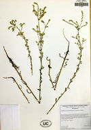 صورة Cryptantha muricata (Hook. & Arn.) A. Nels. & Macbr.