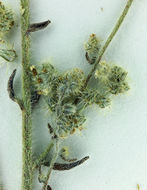 Image of pointed cryptantha