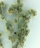 صورة Cryptantha muricata (Hook. & Arn.) A. Nels. & Macbr.