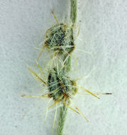 Image of pointed cryptantha