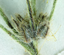 Image of pointed cryptantha